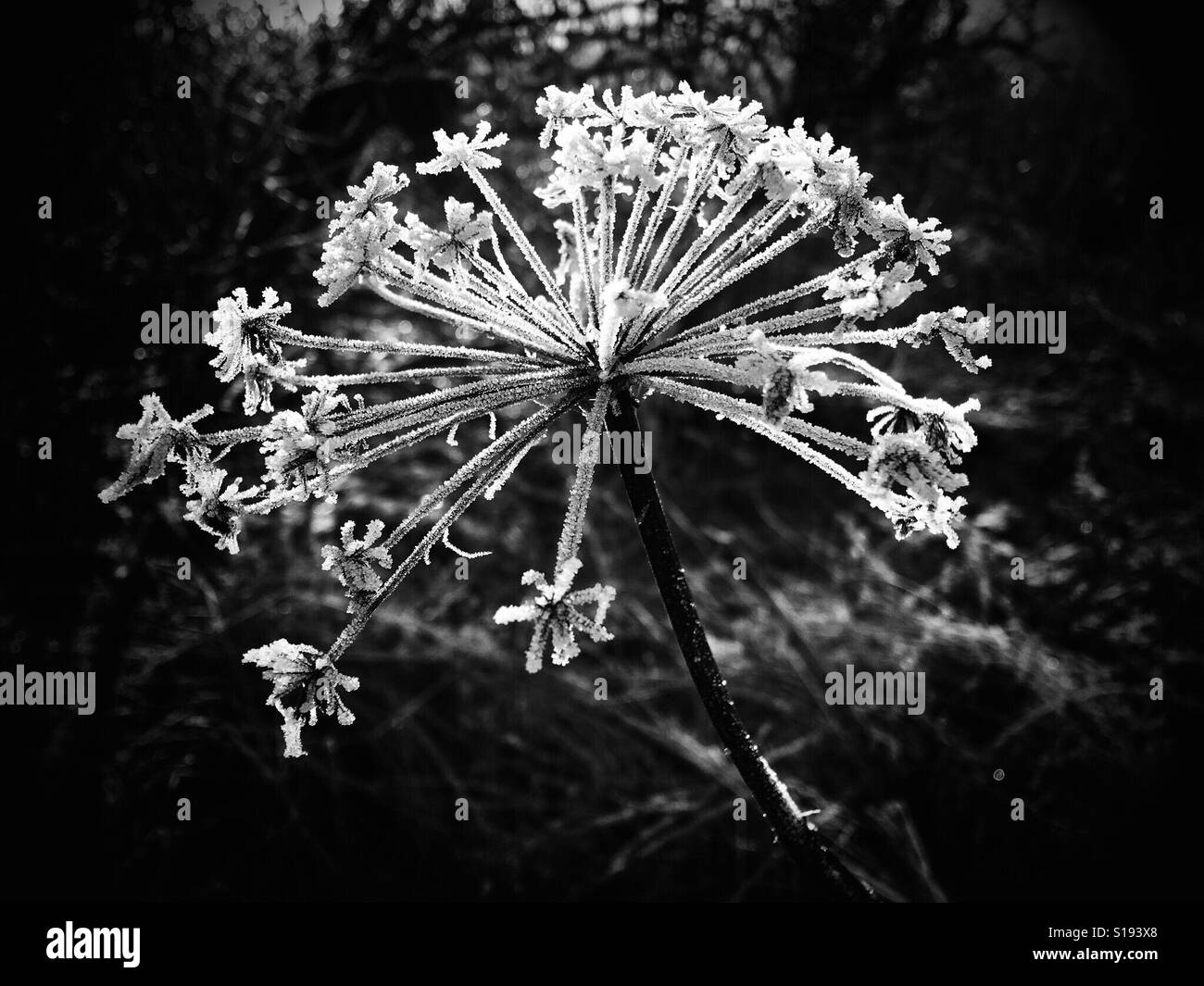 Winter frost on dead umbellifer plant in black and white Stock Photo