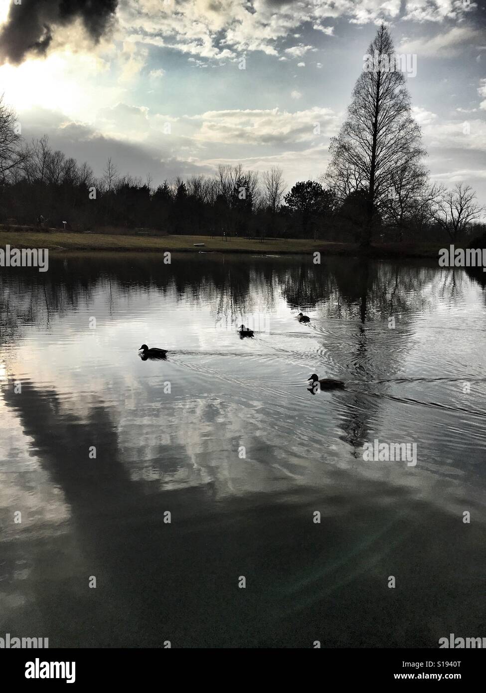 Ducks afloat on a winter lake (1). - Smartphone Captured Stock Image