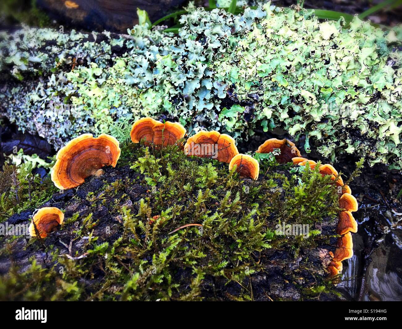 Moss and fungus growing on fallen trees in a forest in Northern California. Stock Photo