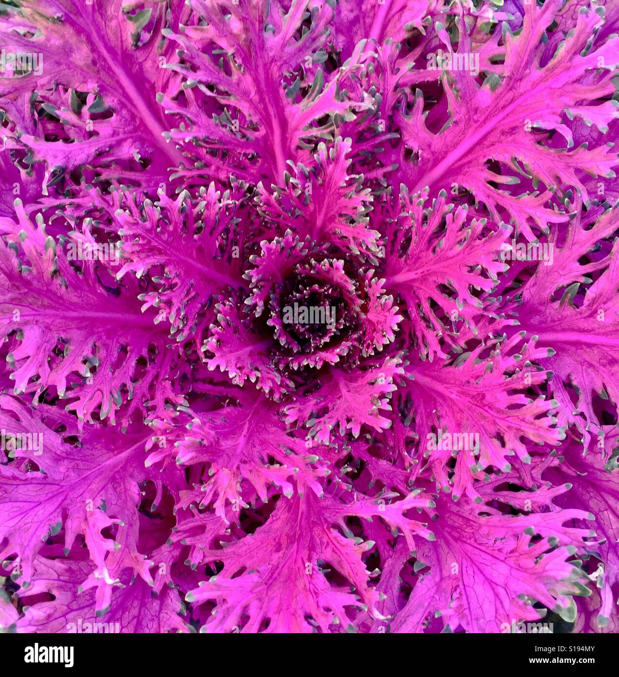 Ornamental lettuce hires stock photography and images Alamy