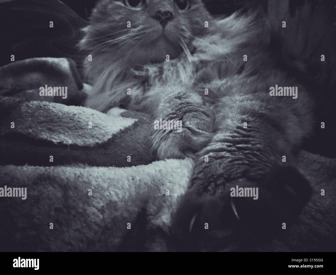 Cat, blanket, claw Stock Photo Alamy