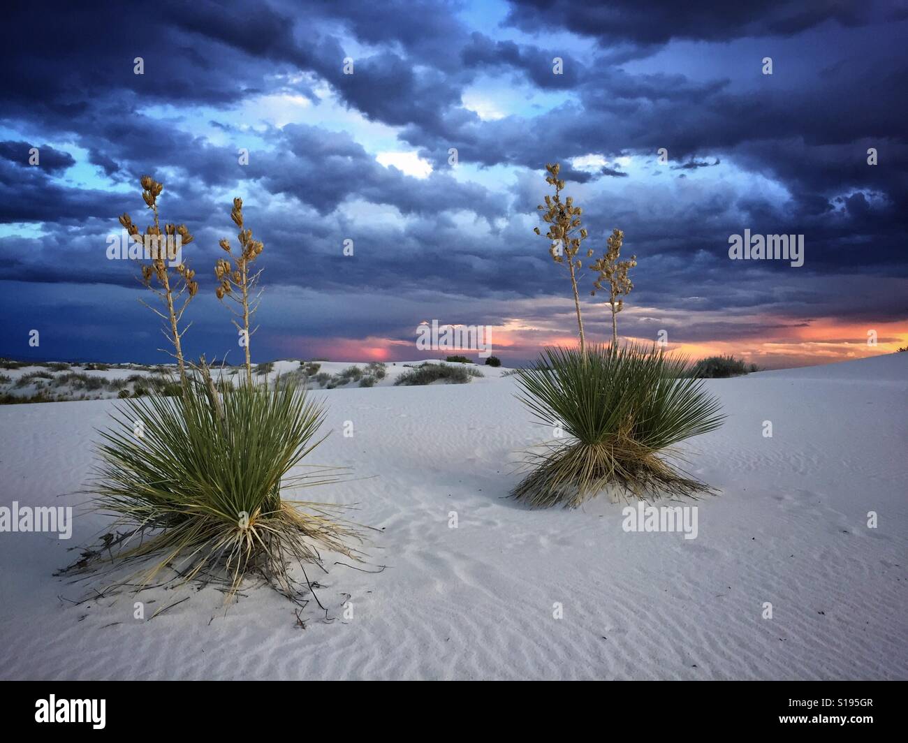 Twin yuccas - White Sands National Monument, New Mexico Stock Photo