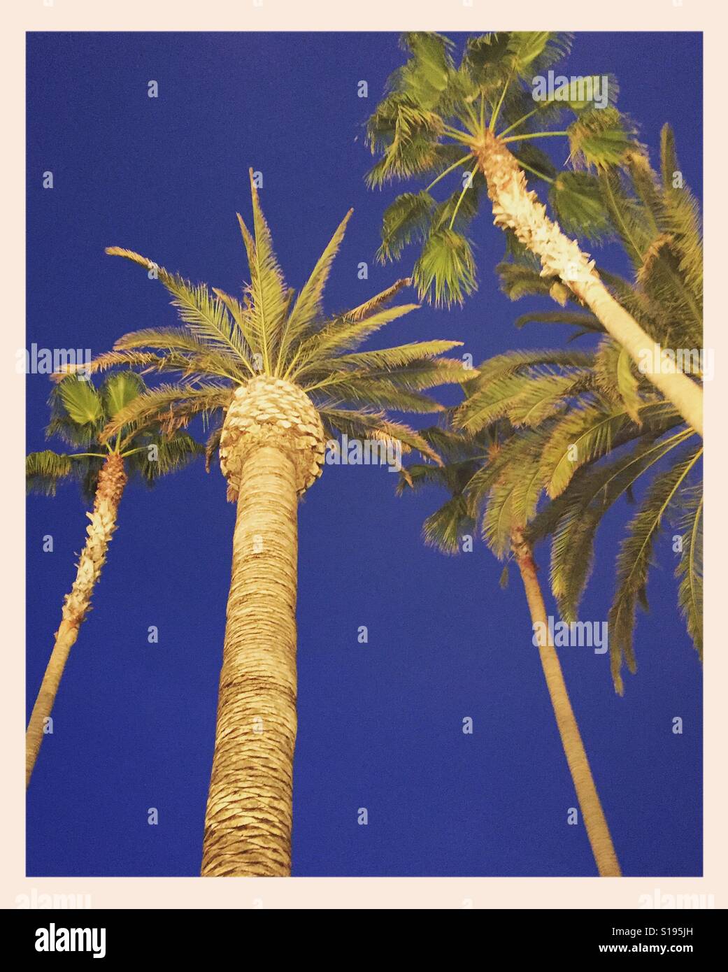 Palm trees at blue hour Stock Photo Alamy