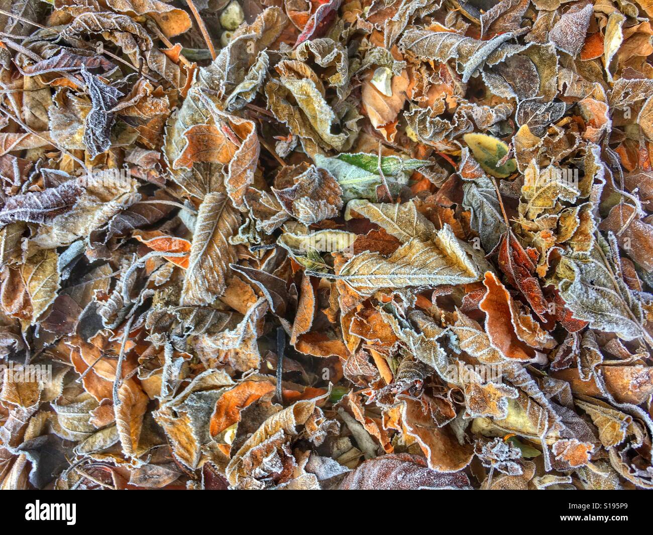 Pile of autumn leaves covered in frost in winter - Smartphone Captured Stock Image