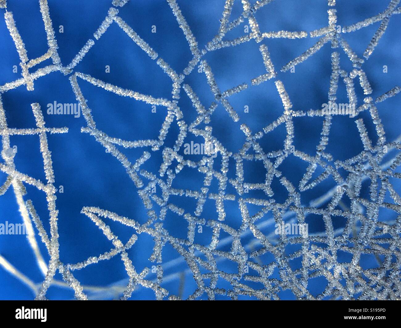 Looking up to the sky from beneath a frost covered spider's web - Smartphone Captured Stock Image