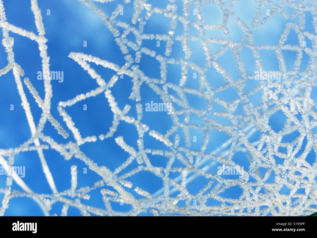 Looking up to blue sky from beneath a frosty spider's web - Smartphone Captured Stock Image