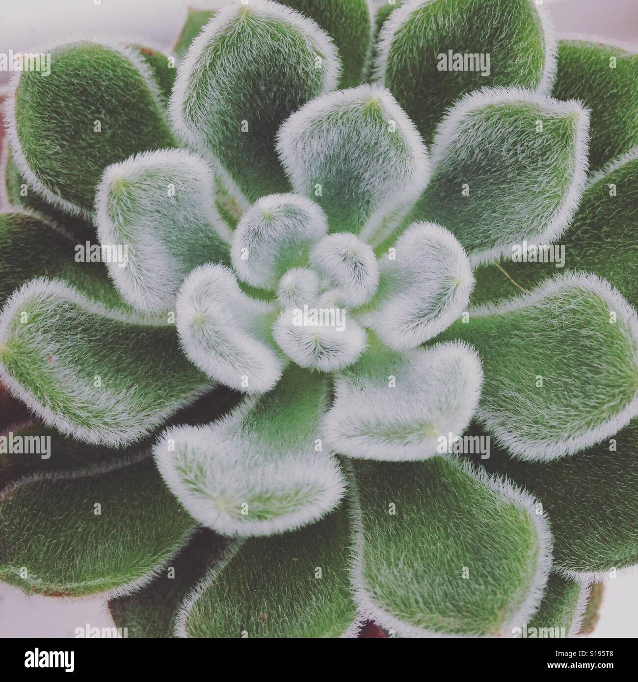 Fuzzy succulent plant Stock Photo