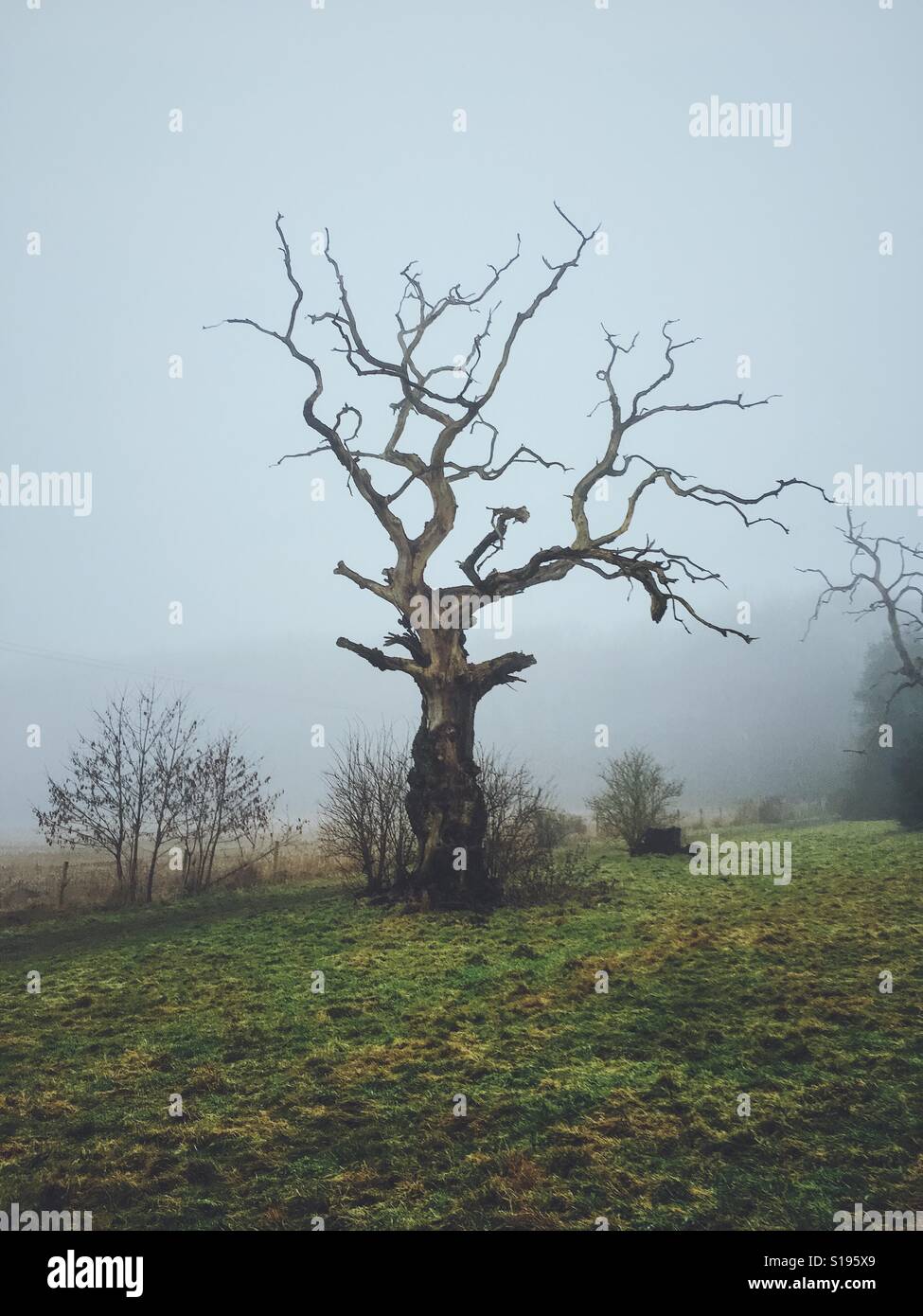 Crooked tree in the fog Stock Photo Alamy