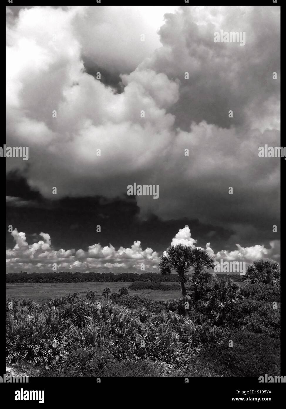 Black white landscape trees hi-res stock photography and images - Alamy