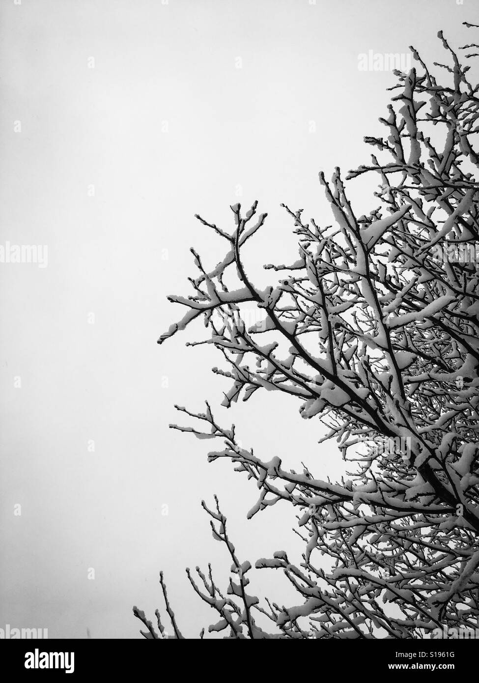 Snow on a tree against a white sky. Stock Photo