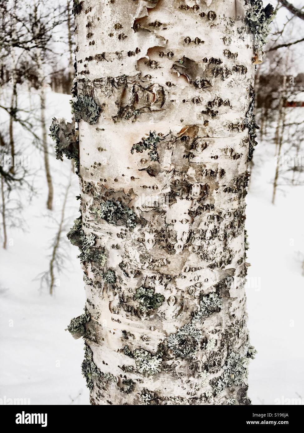 Birchbark hi-res stock photography and images - Alamy