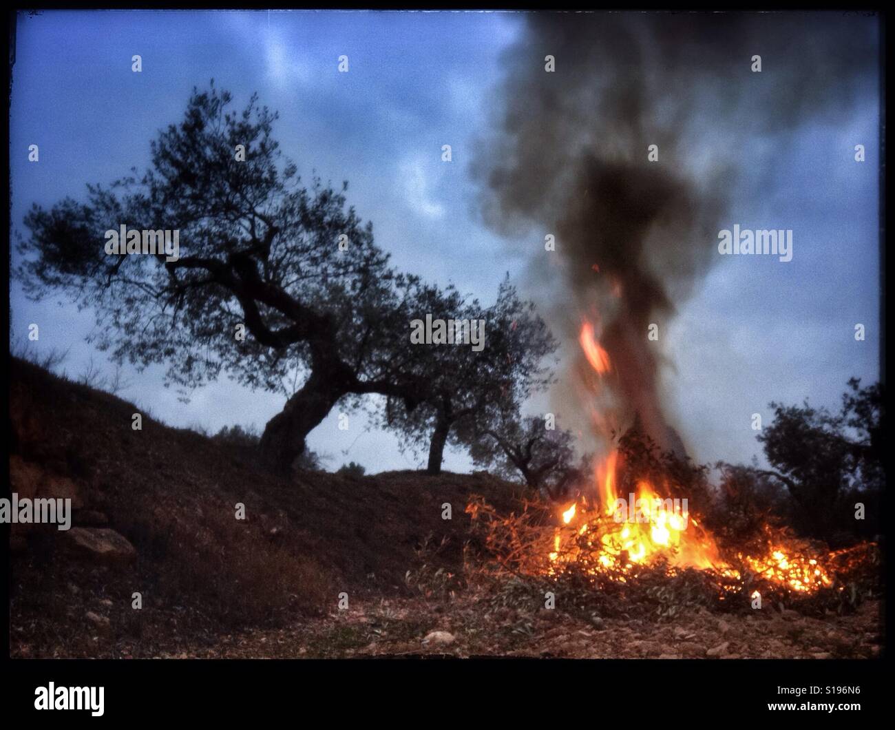 Burning olive branches during the seasonal pruning of olive trees, Catalonia, Spain. - Smartphone Captured Stock Image