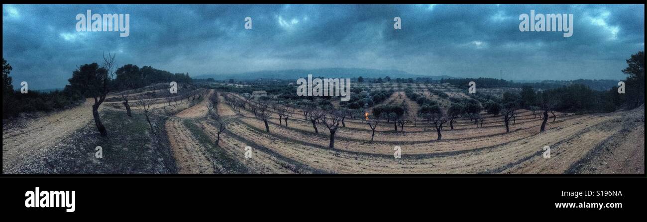 Burning olive branches during the seasonal pruning of olive trees, Catalonia, Spain. - Smartphone Captured Stock Image