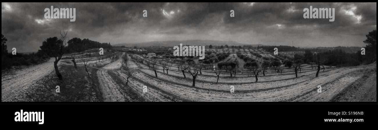Burning olive branches during the seasonal pruning of olive trees, Catalonia, Spain. - Smartphone Captured Stock Image