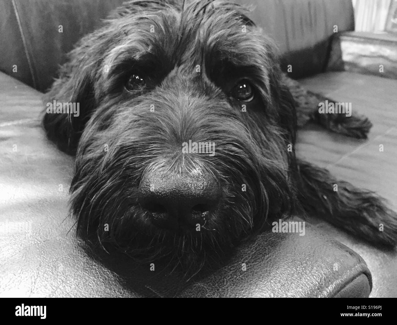 A black labradoodle dog laying on a couch. - Smartphone Captured Stock Image