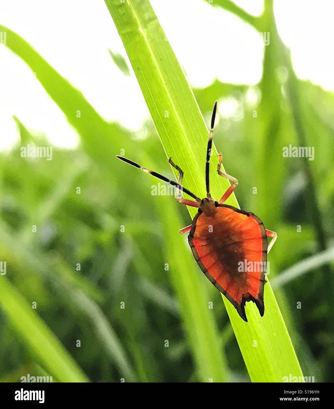 Stink beetle on blade of grass Stock Photo Alamy