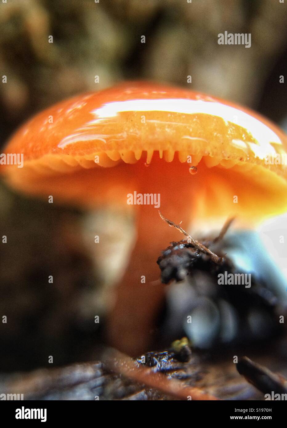 Macro photo closeup of tiny fragile mushroom in the rain with a drop of water Stock Photo
