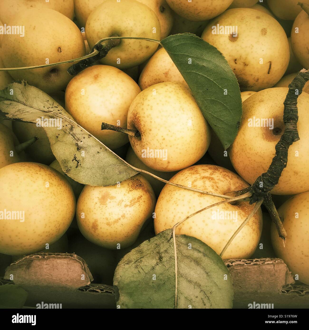 Ripe asian pears in the box - Smartphone Captured Stock Image