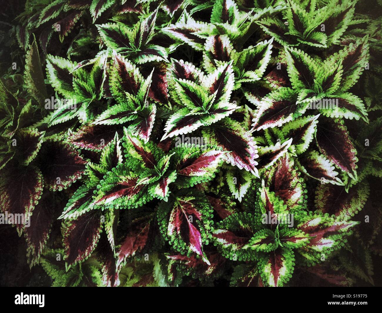 Bright green and purple foliage - Smartphone Captured Stock Image