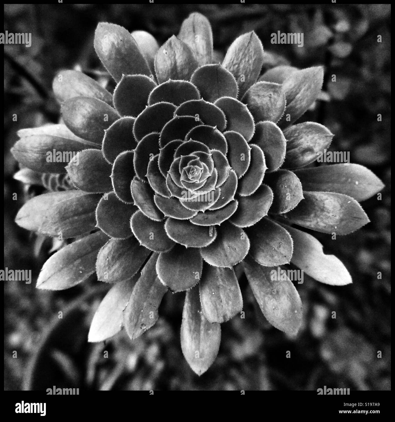 Succulent - Smartphone Captured Stock Image