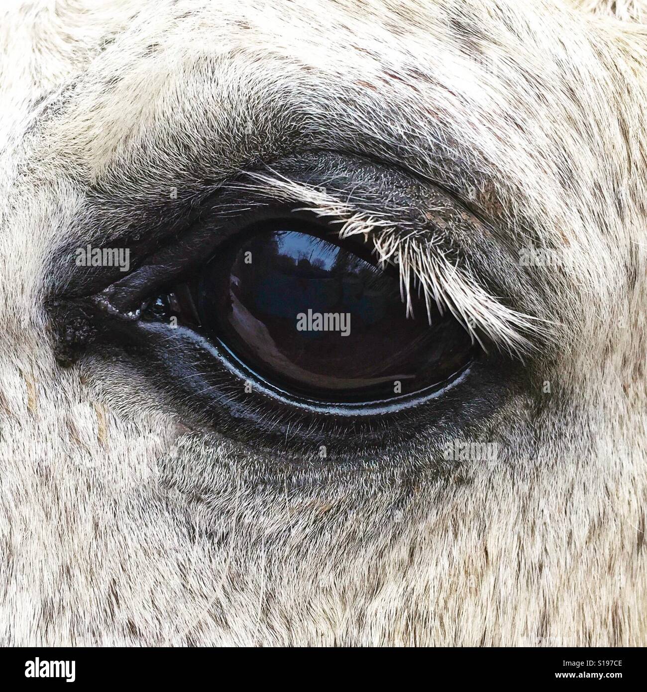 Horse eye hi-res stock photography and images - Alamy