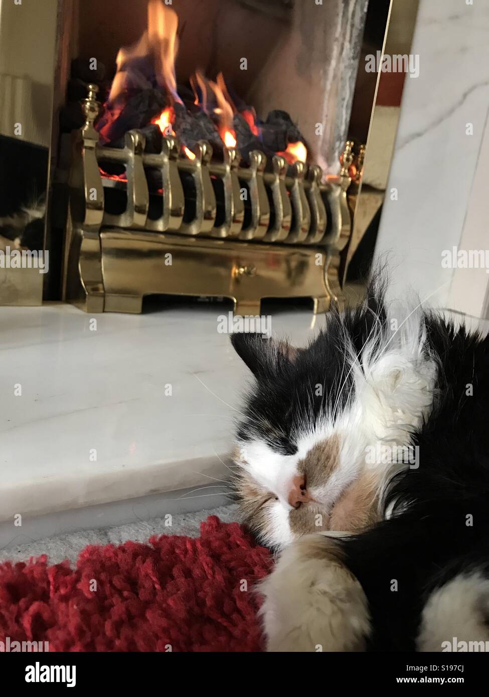 Tortoise shell cat curled up in front of a coal fire - Smartphone Captured Stock Image