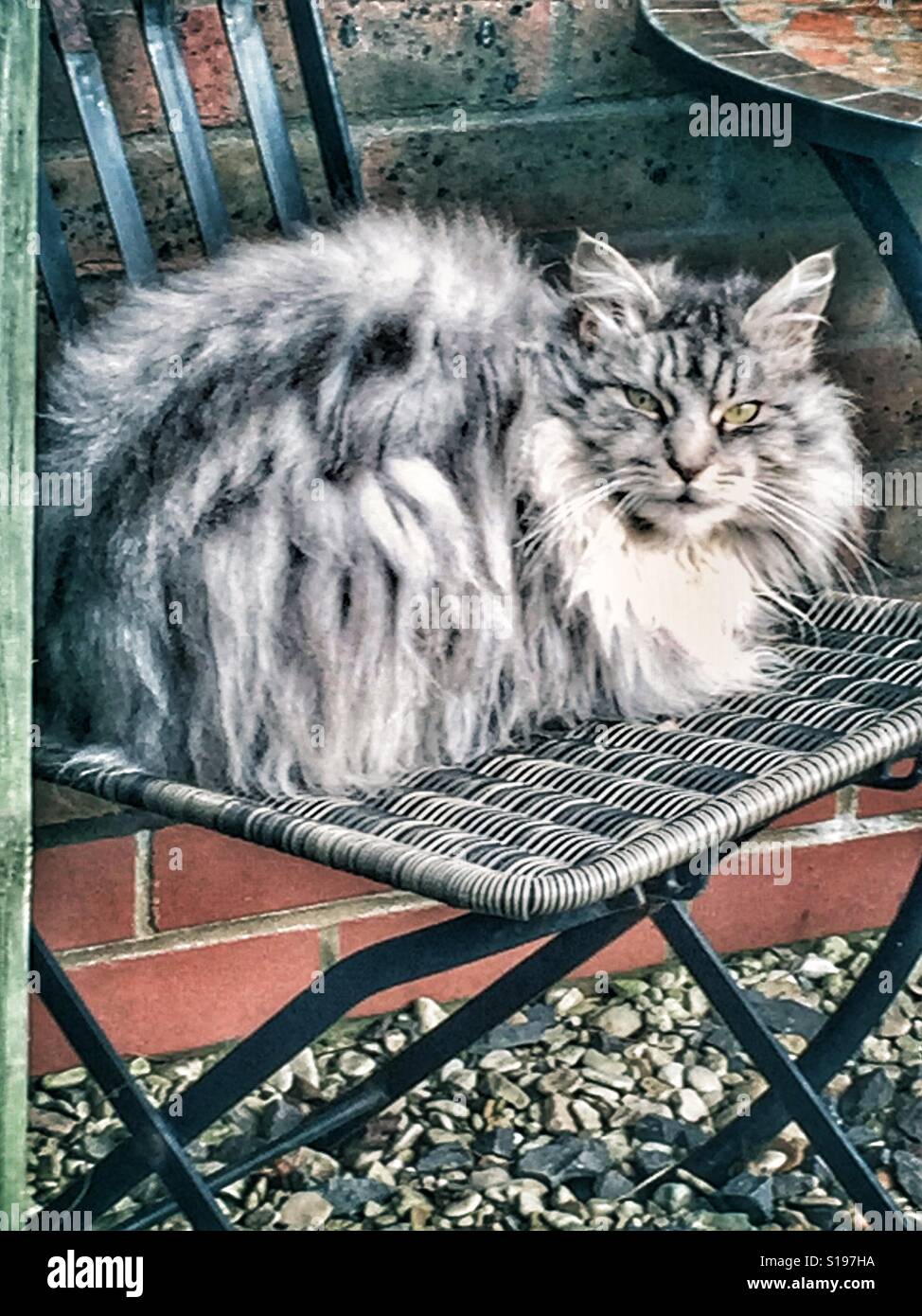 Maine Coon Cat keeping warm Stock Photo - Alamy