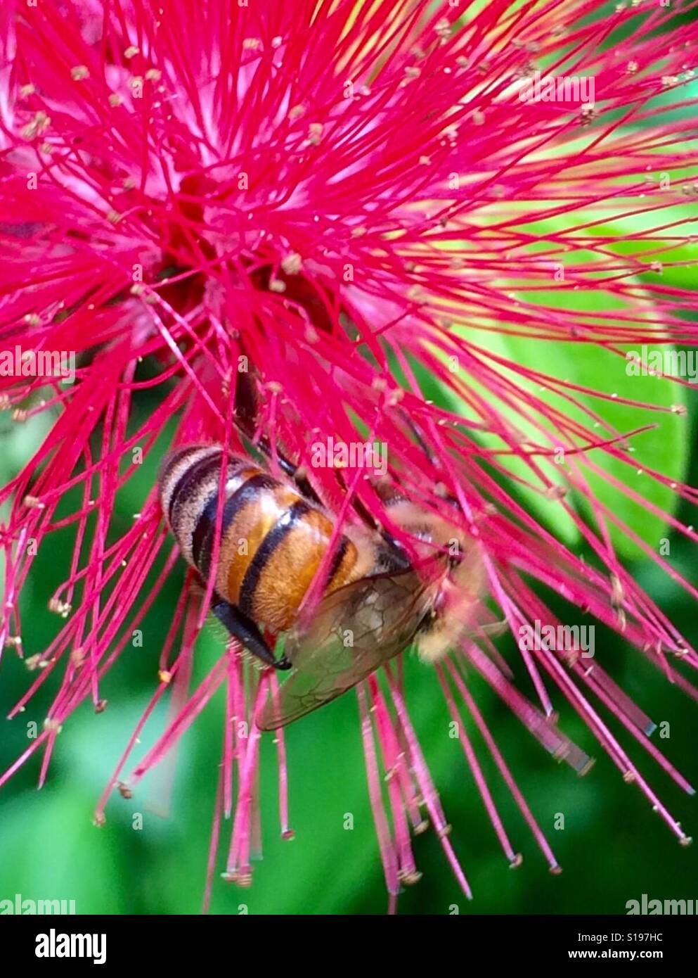 A honey bee gathers pollen from a red powder puff flower, West End, Jamaica - Smartphone Captured Stock Image