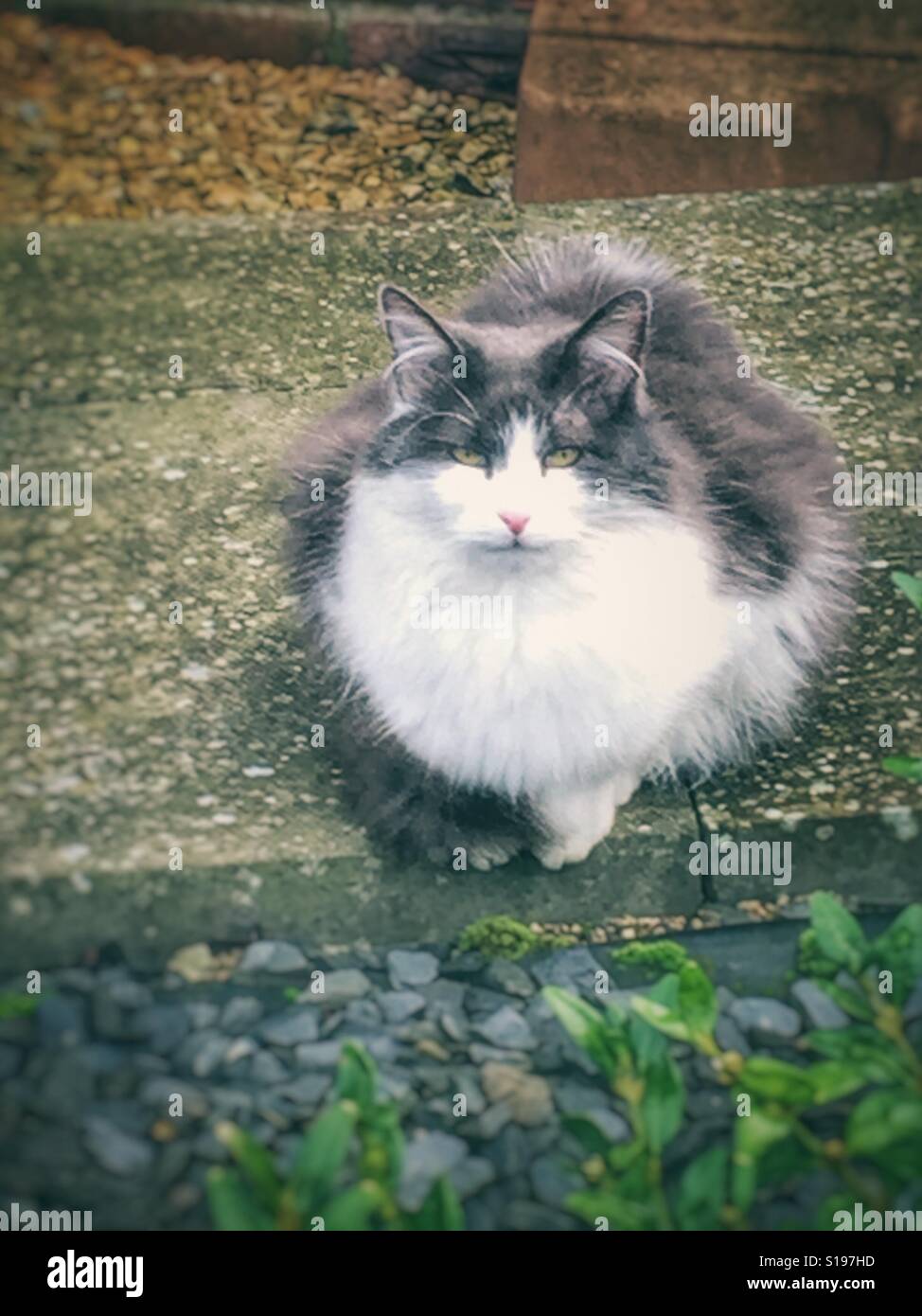 Fat, grey and white fluffy cat Stock Photo