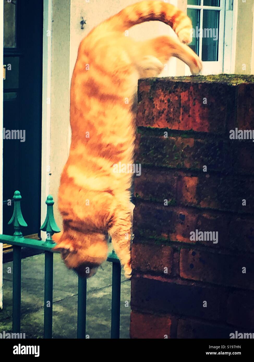Cat climbing down wall Stock Photo Alamy