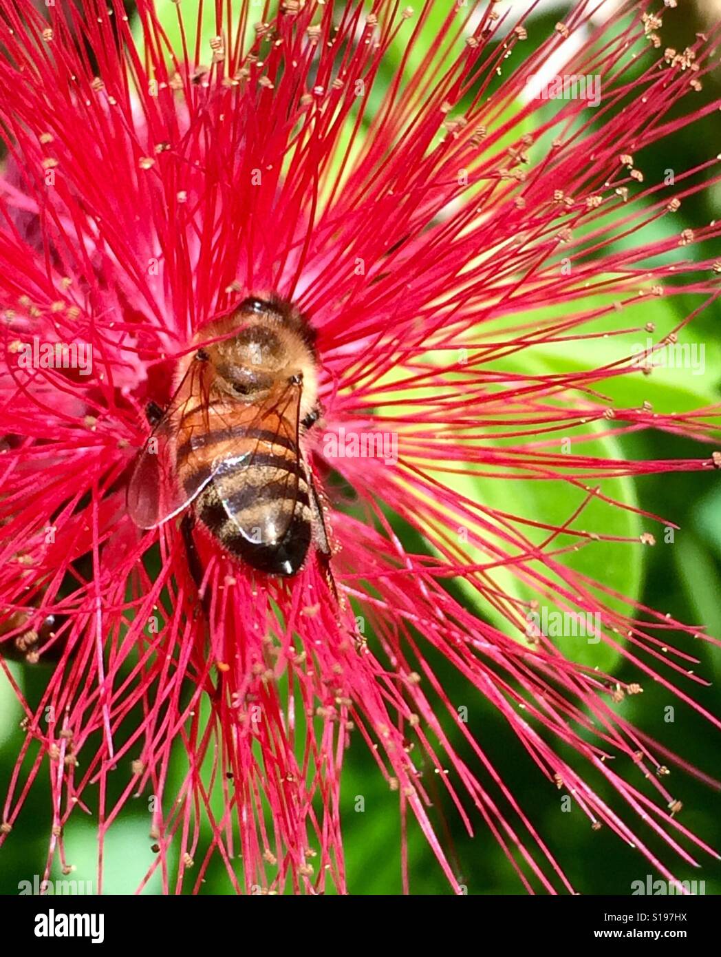 Macro of honey bee gathering pollen from a vibrant red powder puff bloom, West End, Jamaica - Smartphone Captured Stock Image