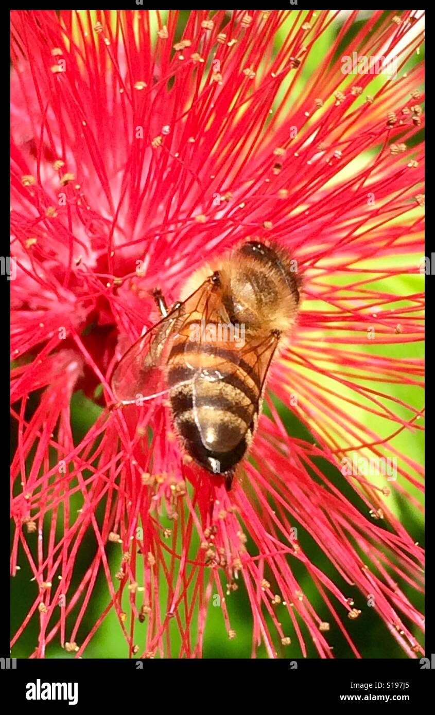 Macro shot honey bee close up gathering pollen from a red powder puff bloom, West End, Jamaica - Smartphone Captured Stock Image