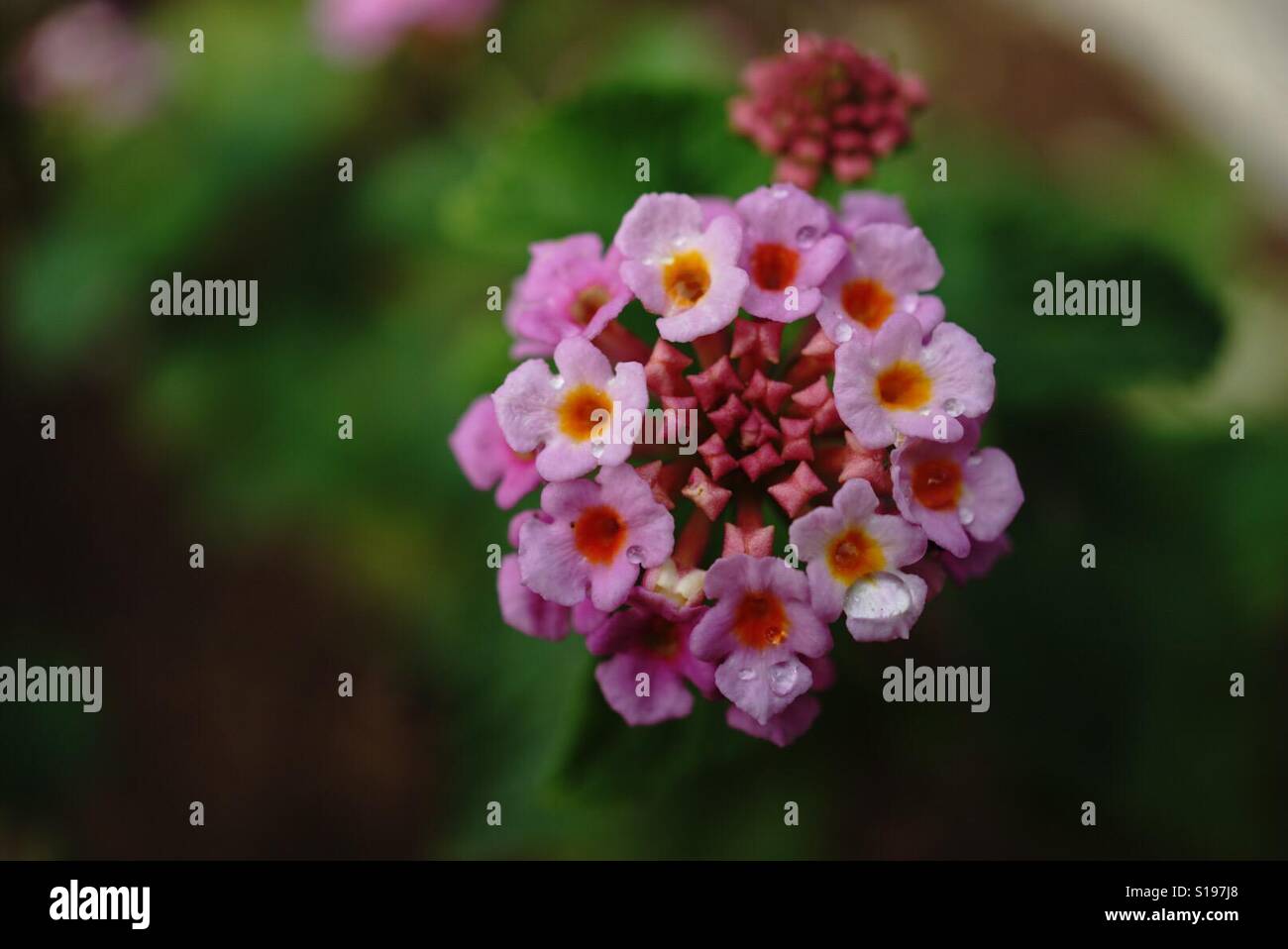 Pink green flowers hi-res stock photography and images - Alamy