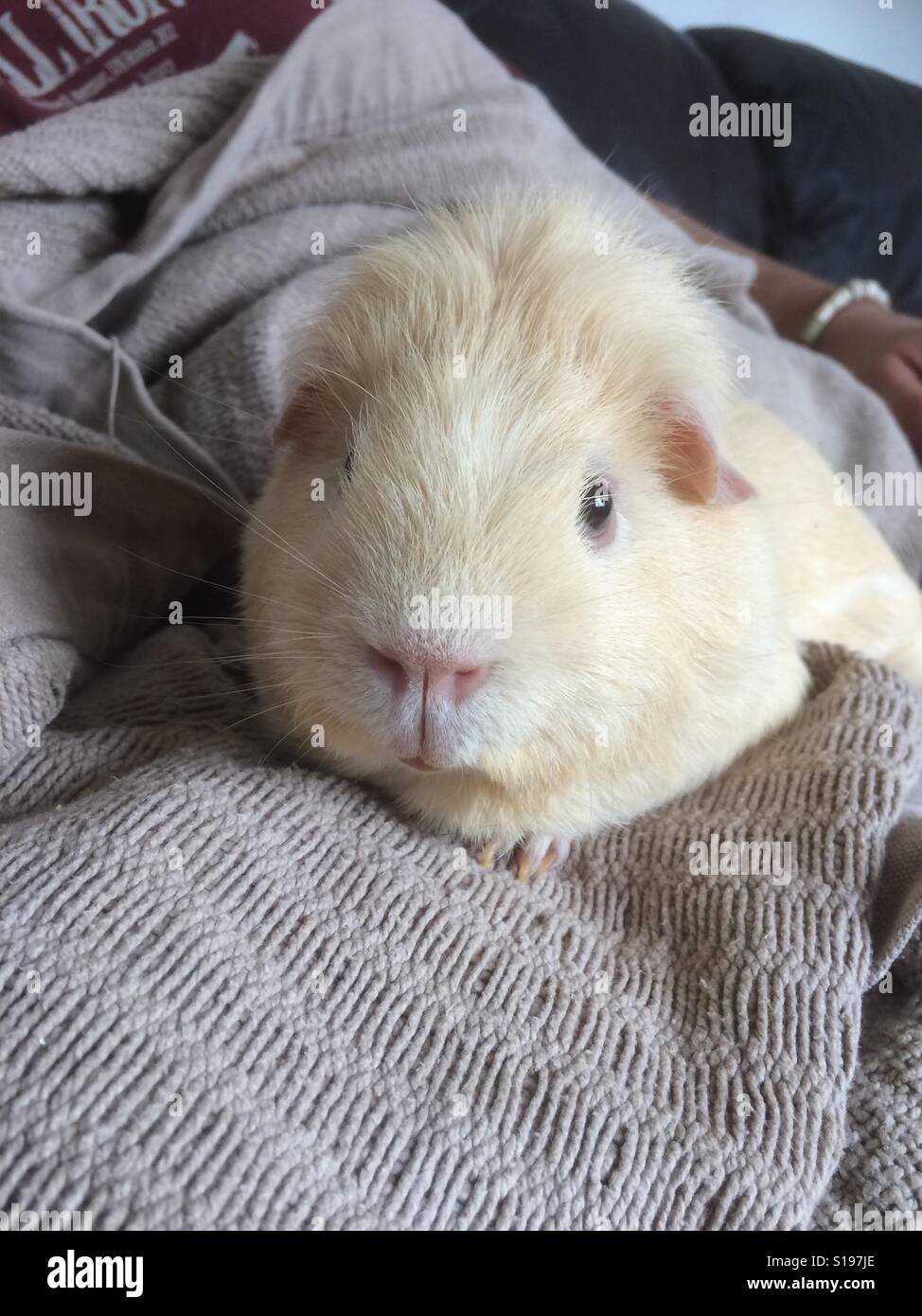 Guinea pig bad hair day Stock Photo