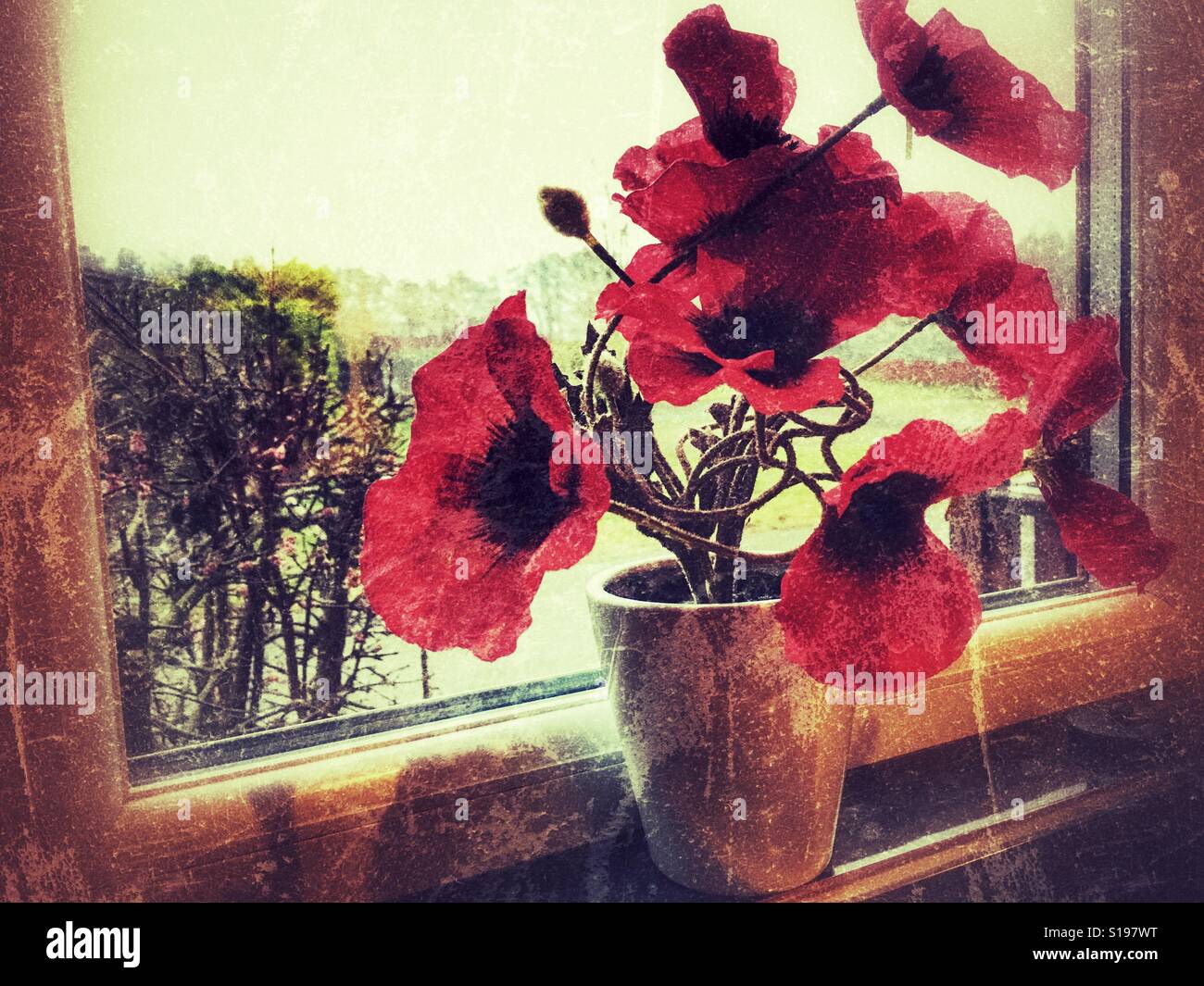 Artificial poppy flowers in a pot on windowsill - Smartphone Captured Stock Image