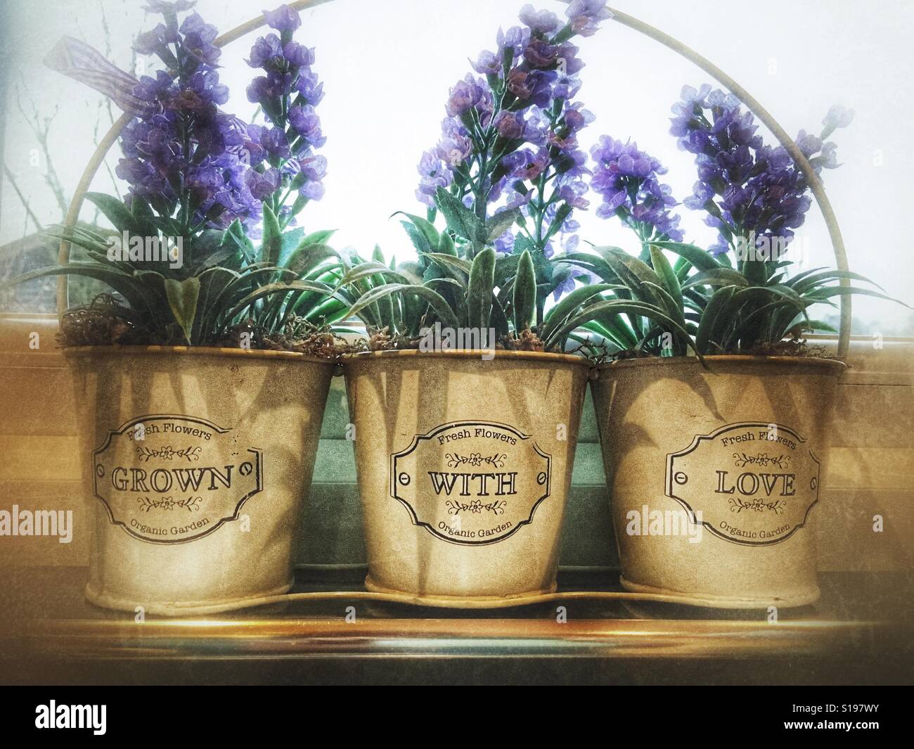 Grown With Love, three pots of (plastic) flowers on windowsill. - Smartphone Captured Stock Image