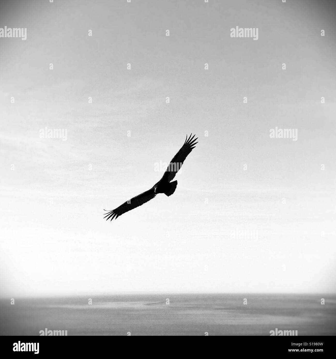 A vulture circling in the sky. Stock Photo