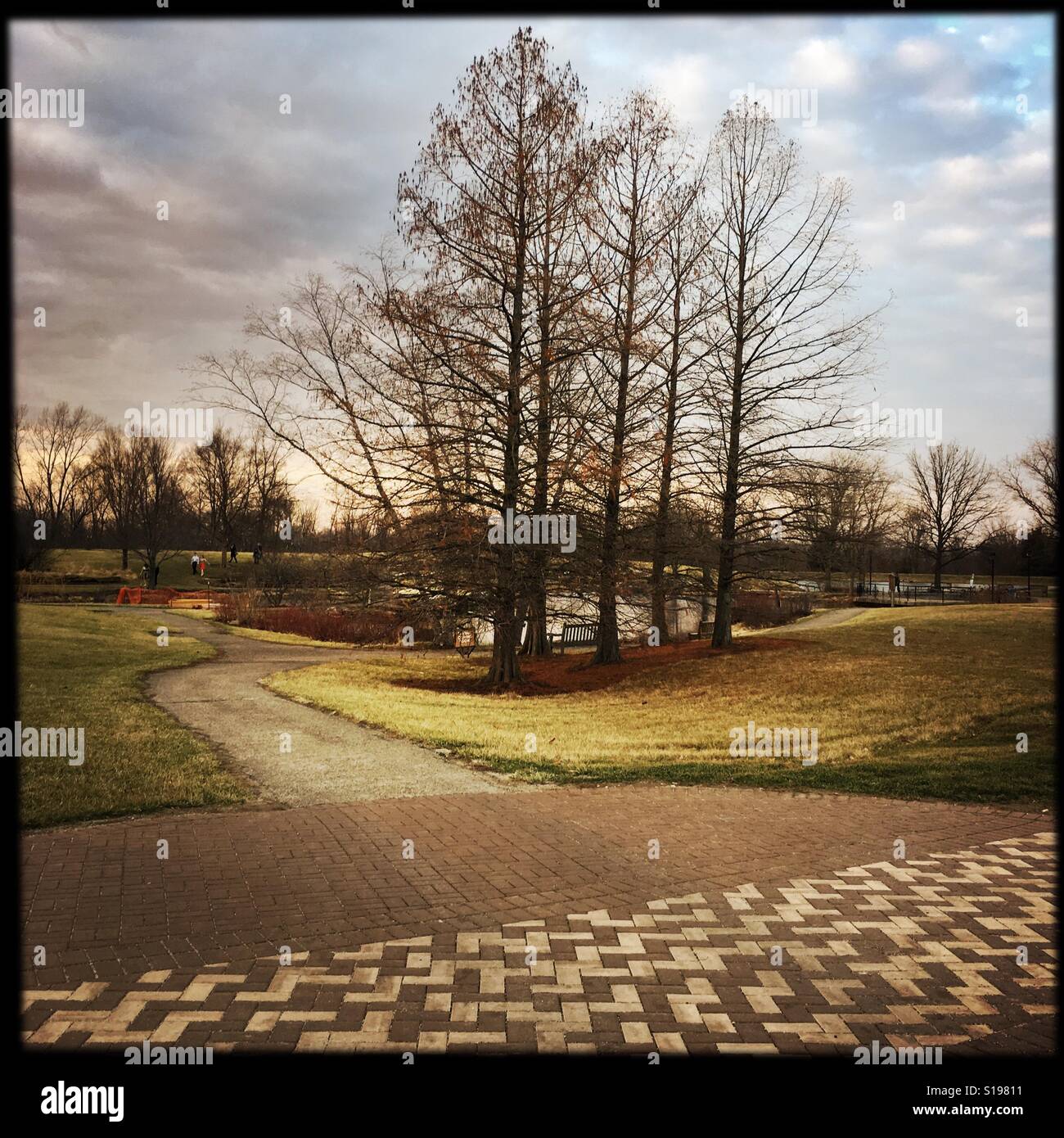Winter trees shielding a pond. - Smartphone Captured Stock Image