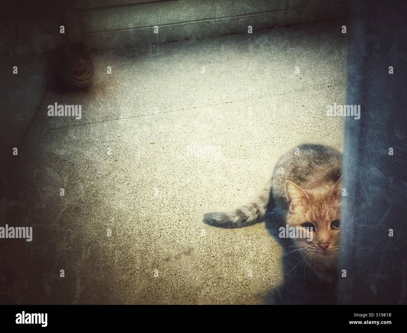 Stray cats begging for food. - Smartphone Captured Stock Image