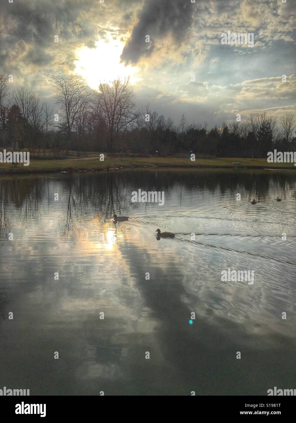 Mallard ducks gracefully swimming across a lake. - Smartphone Captured Stock Image