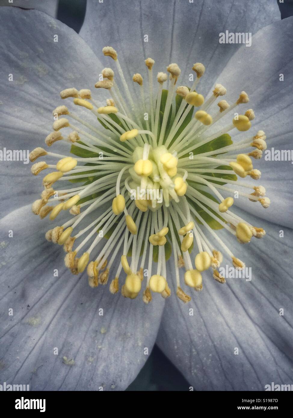 Close up of a white Hellebore flower Stock Photo - Alamy