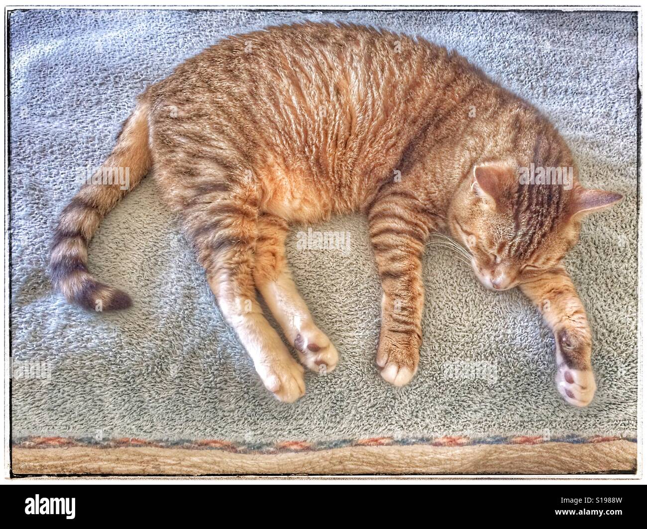 Cat sleeping on bed. Stock Photo