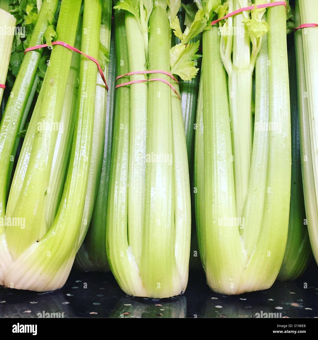 Celery stalks by K.R. Stock Photo