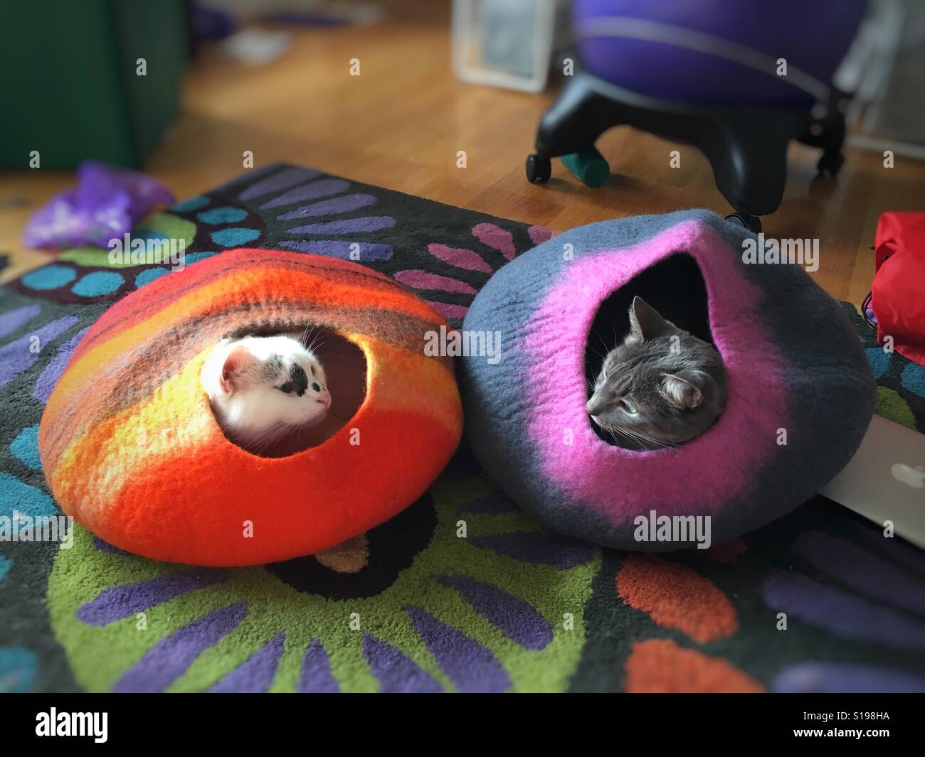 Two cats enjoy their cat caves Stock Photo Alamy