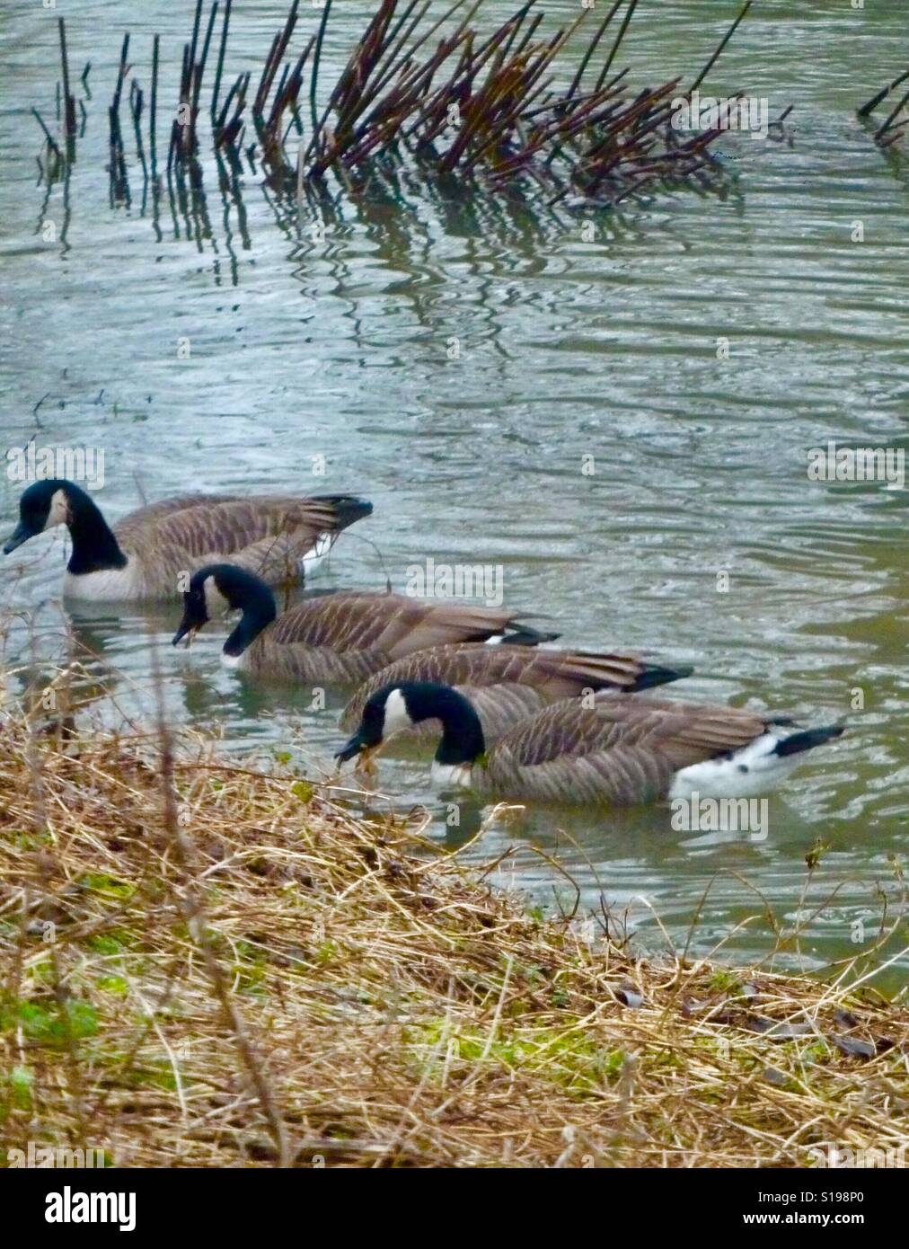 Geese on the river Ouzel Stock Photo - Alamy