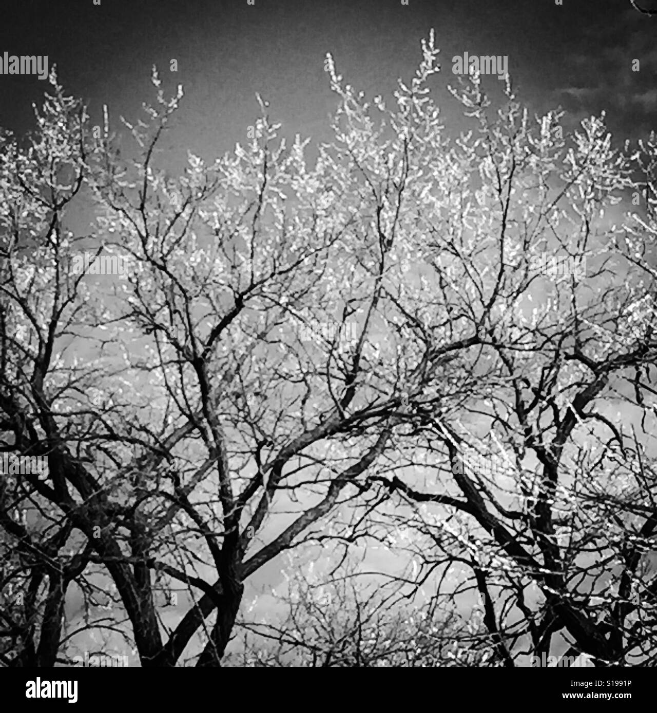 Ice on trees black and white Stock Photo