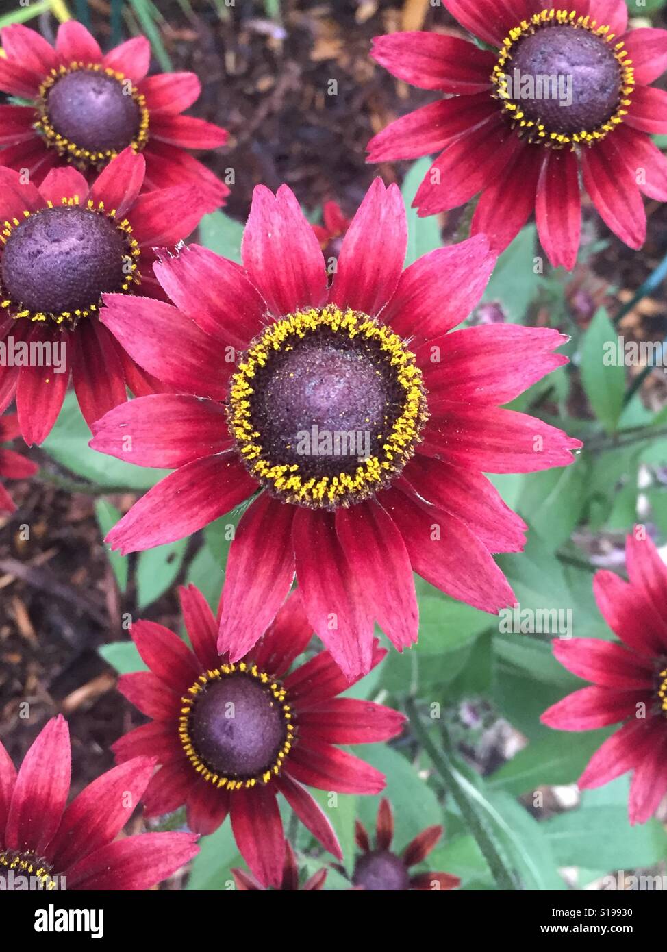 Perennial blanket flower Stock Photo Alamy