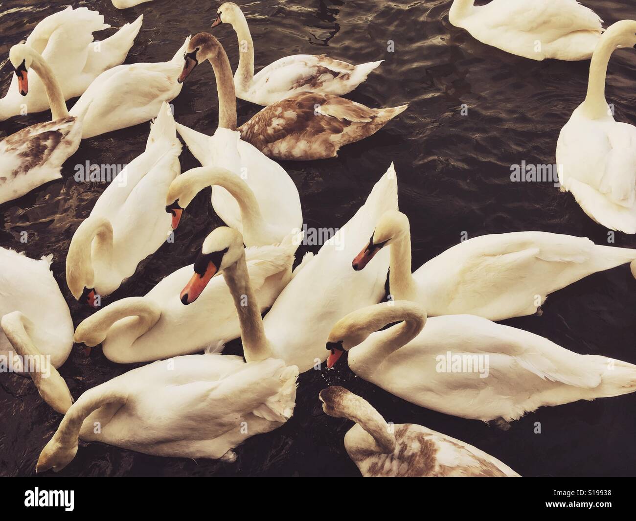 Swans on the river Thames - Smartphone Captured Stock Image