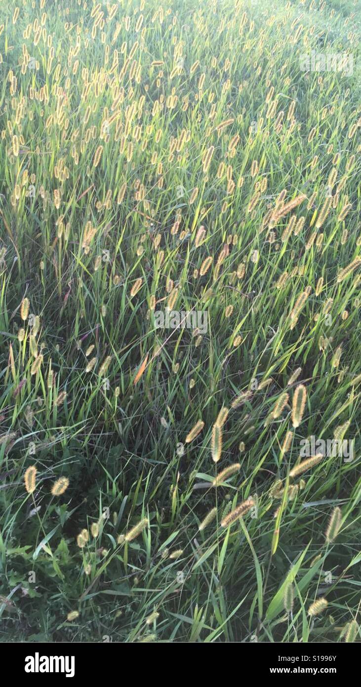 Field of grasses Stock Photo - Alamy