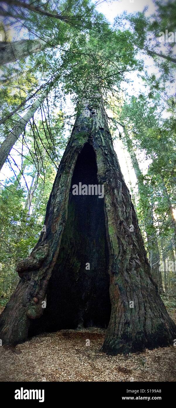 A hollow opening in a large redwood tree in Northern California, USA